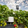 Bosch Temperatur und Luftfeuchte-Sensoren Feldueberwachung Erdbeeren