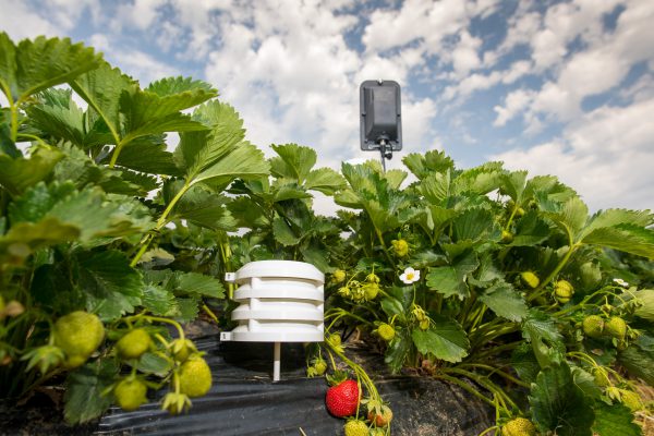 Bosch Temperatur und Luftfeuchte-Sensoren Feldueberwachung Erdbeeren